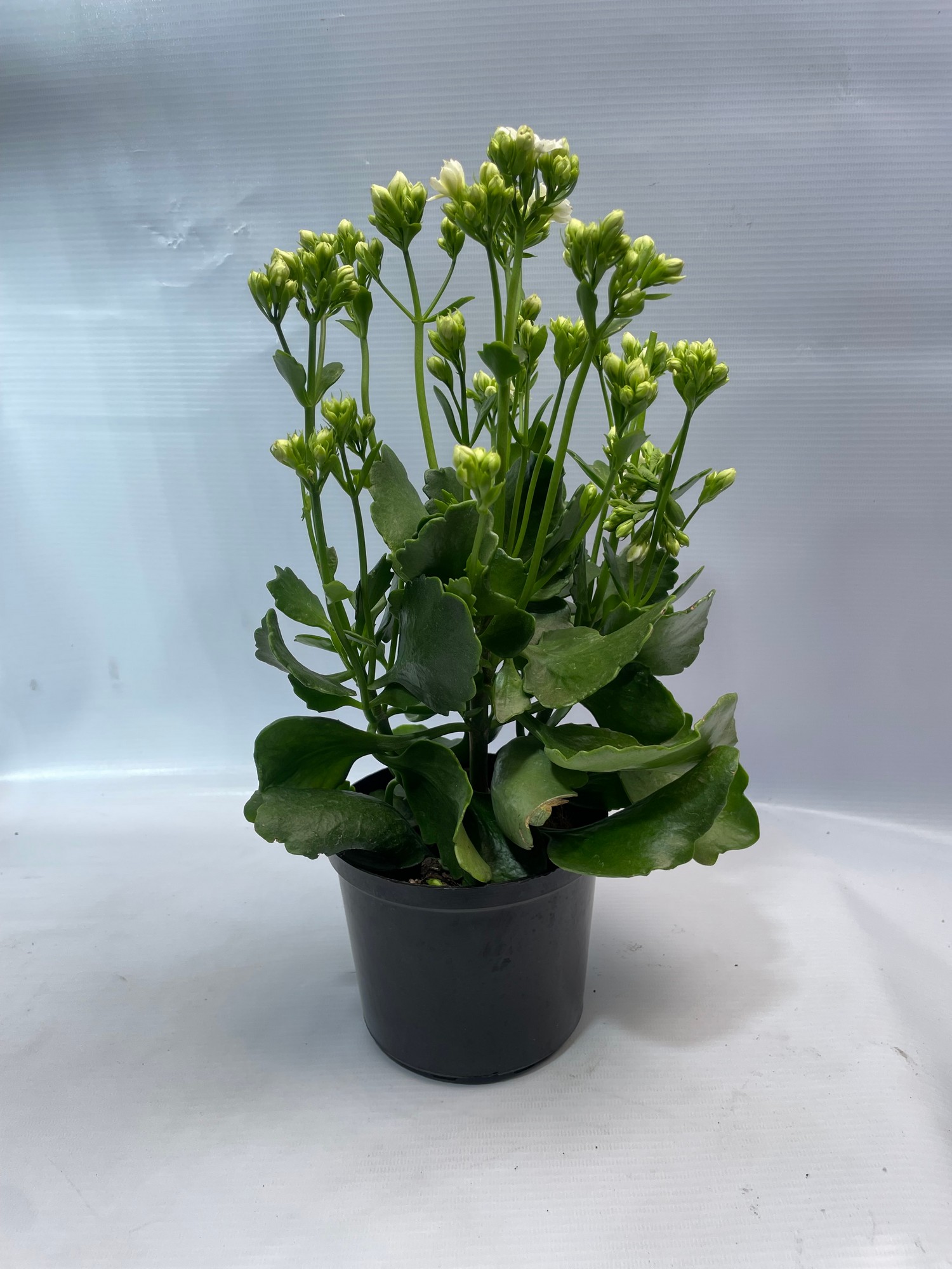 22coralito