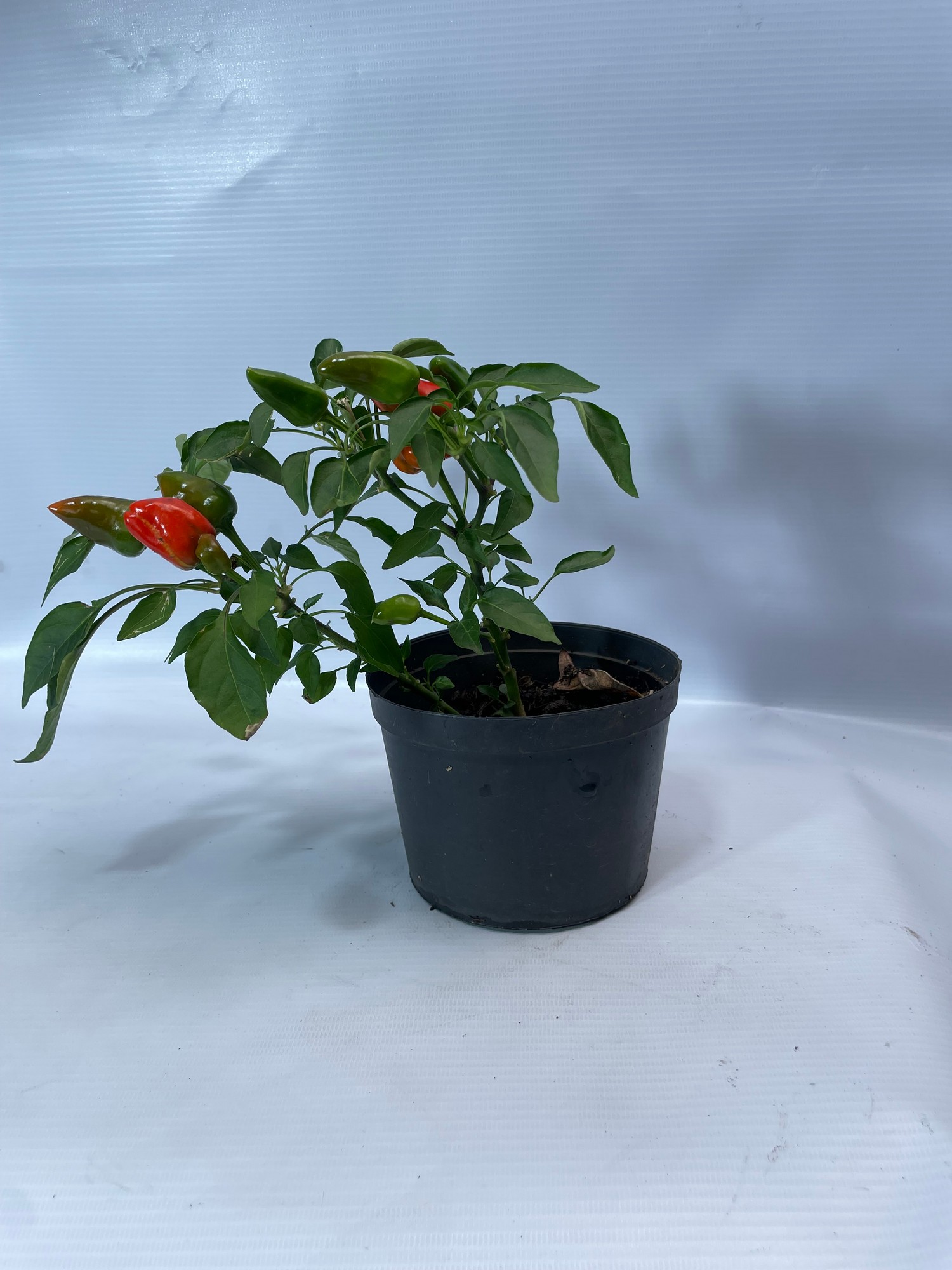 23aji