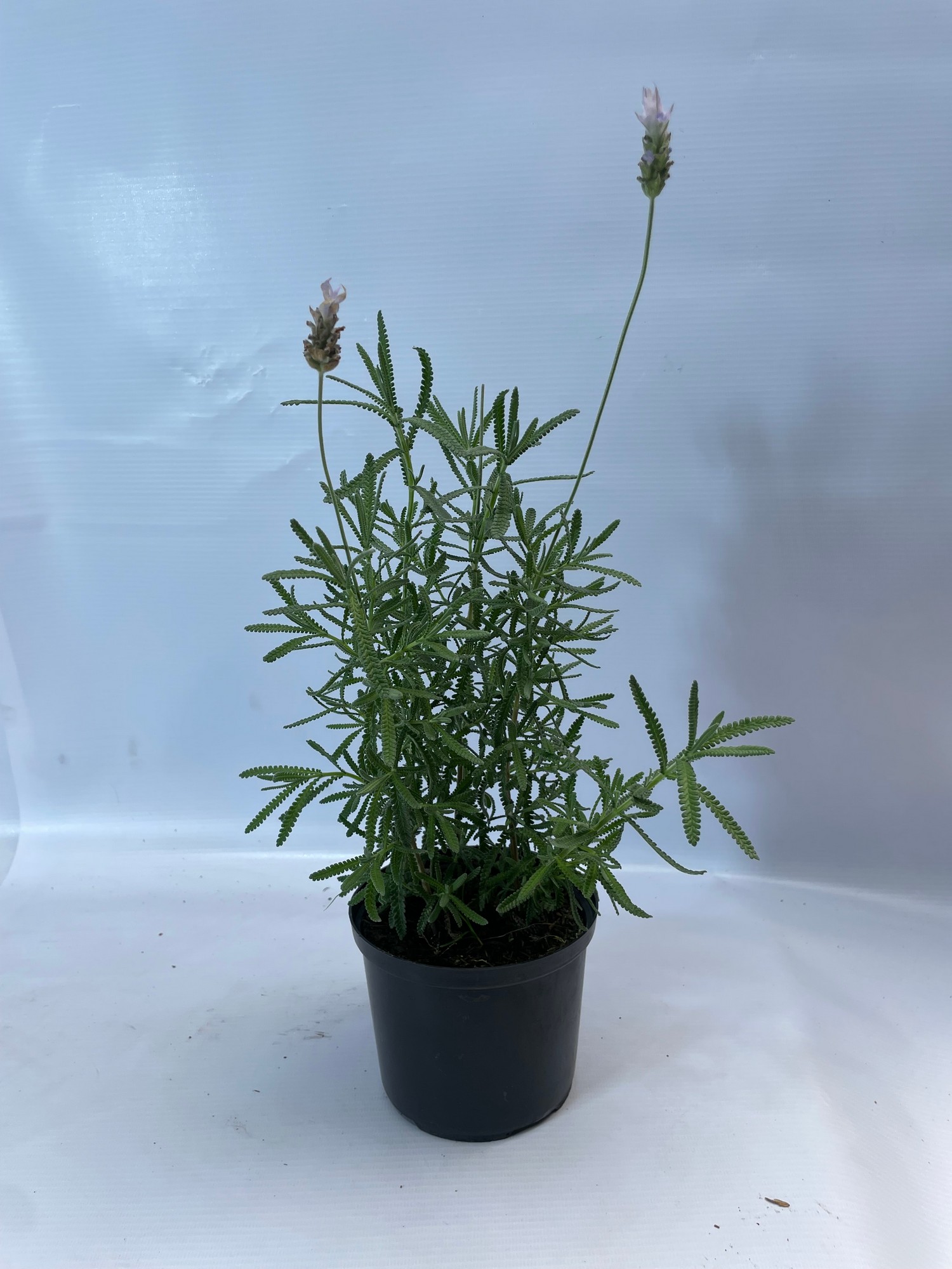 25lavanda