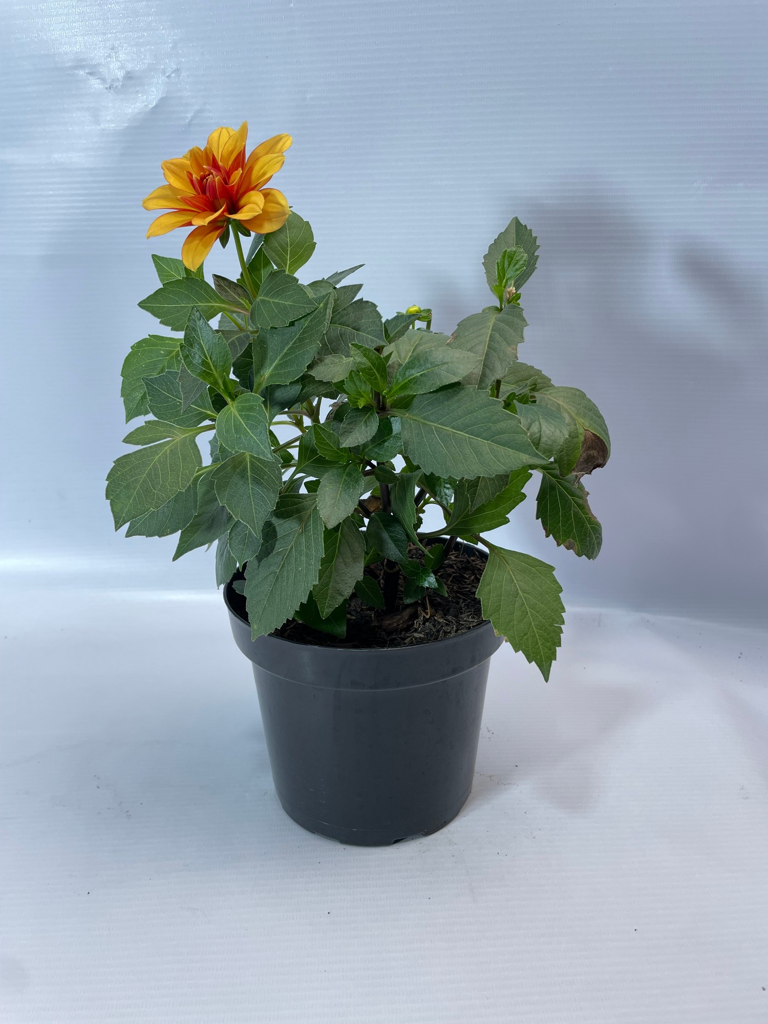 46dalia