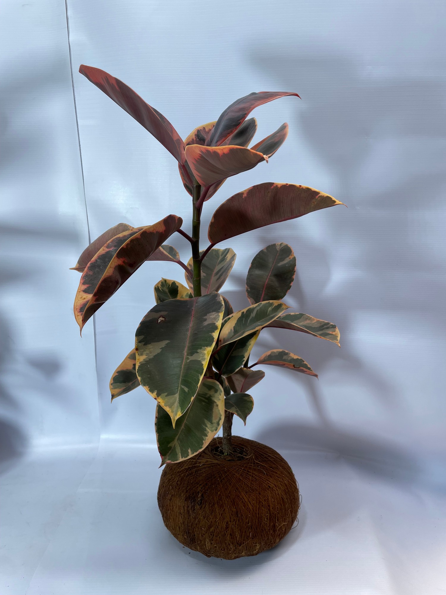 49cauchovariegadokokedama