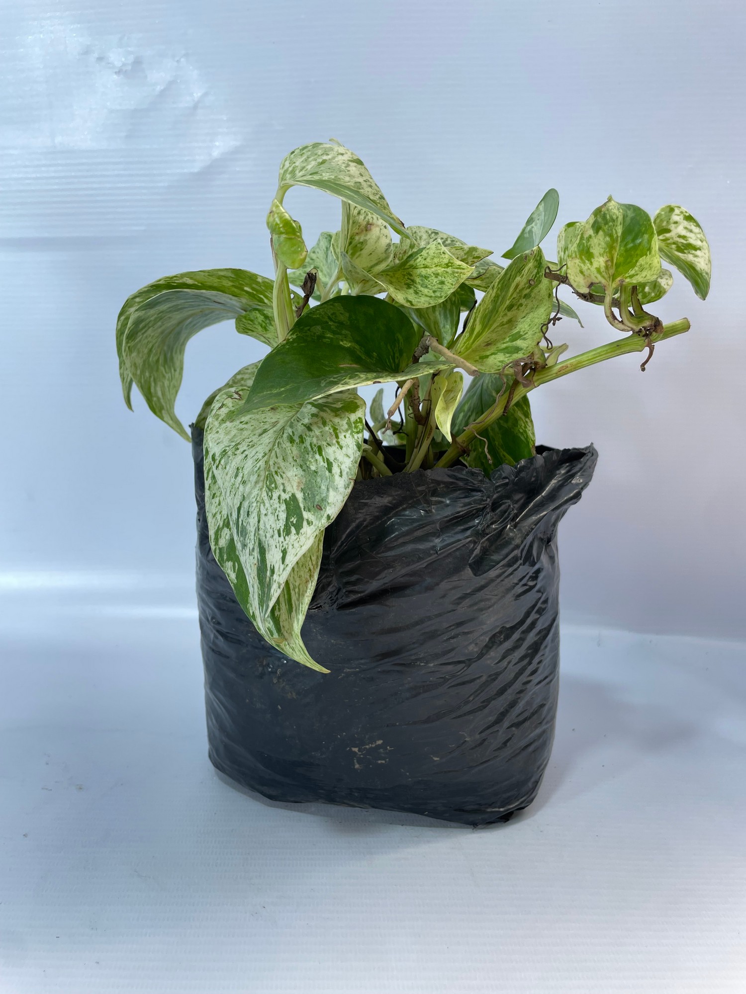 54miamivariegado