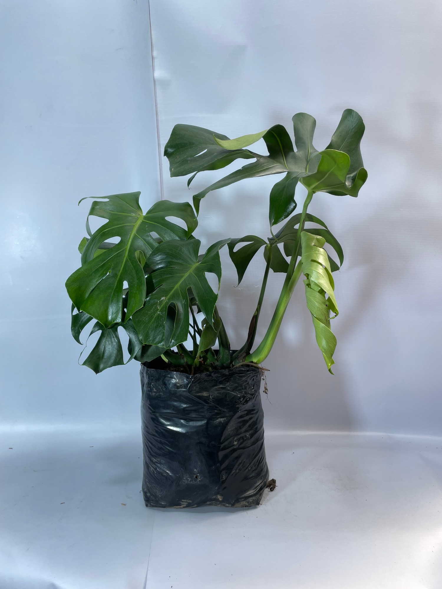 63monstera