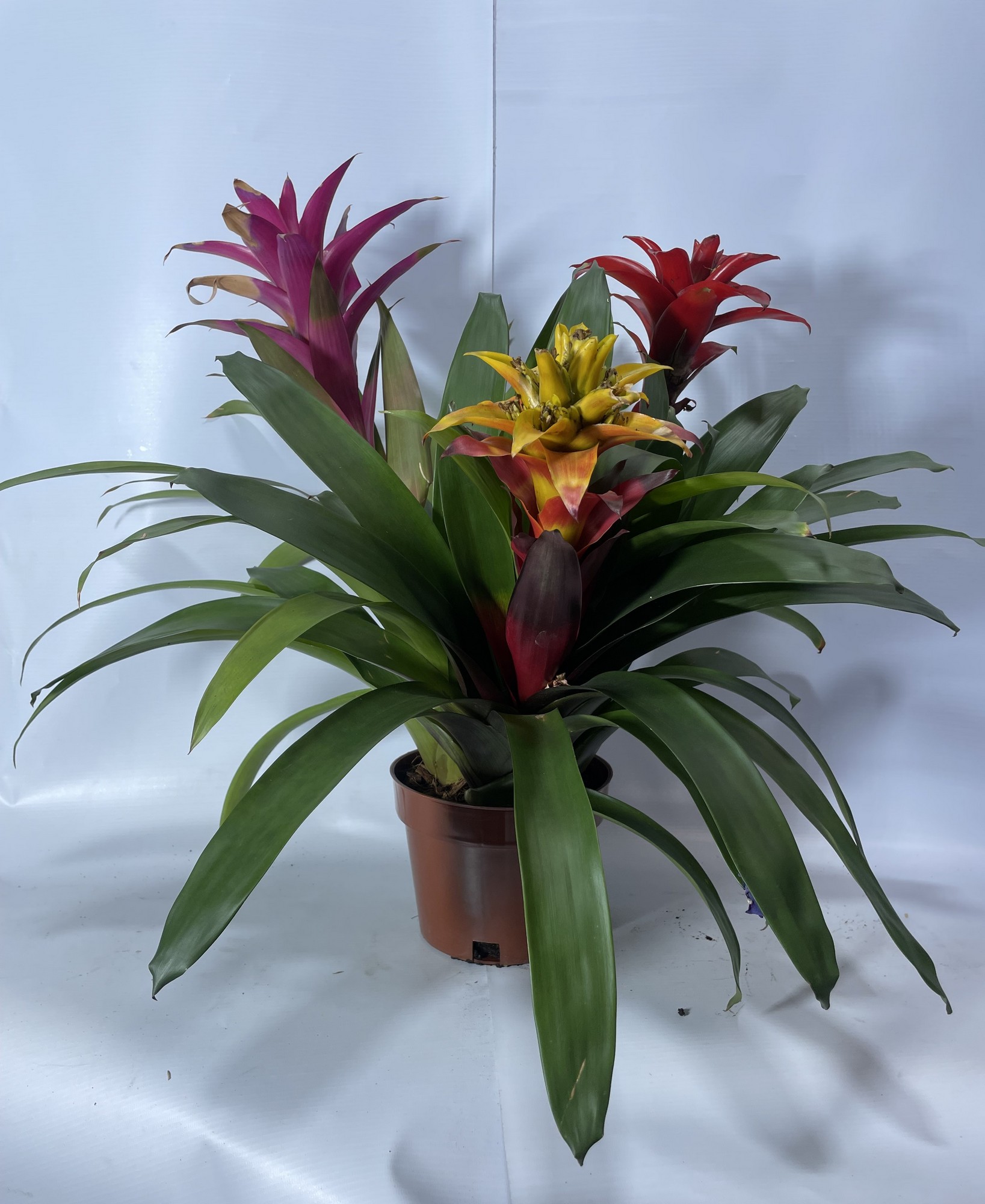 66bromeliagrande