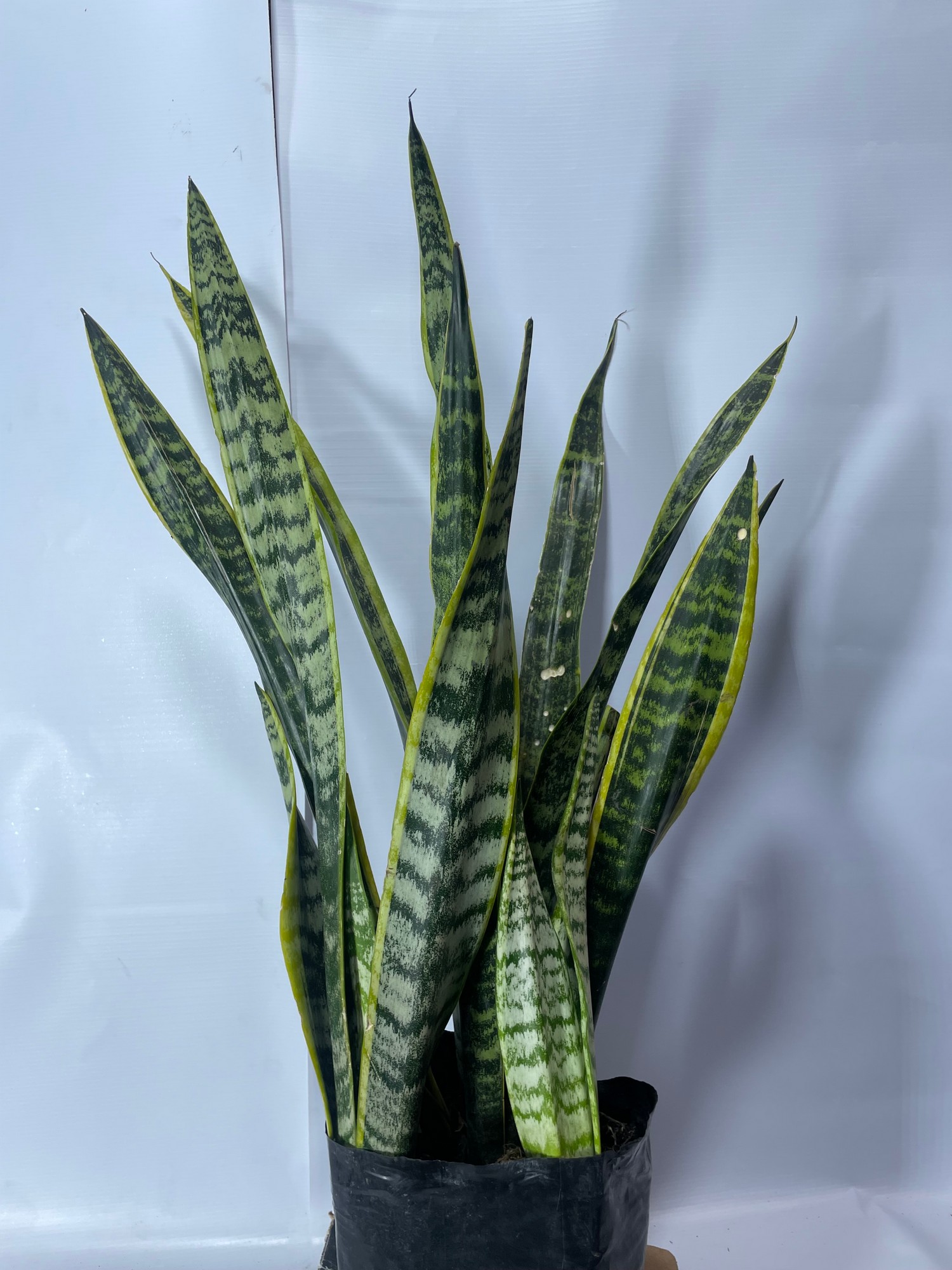 67lenguadesuegra