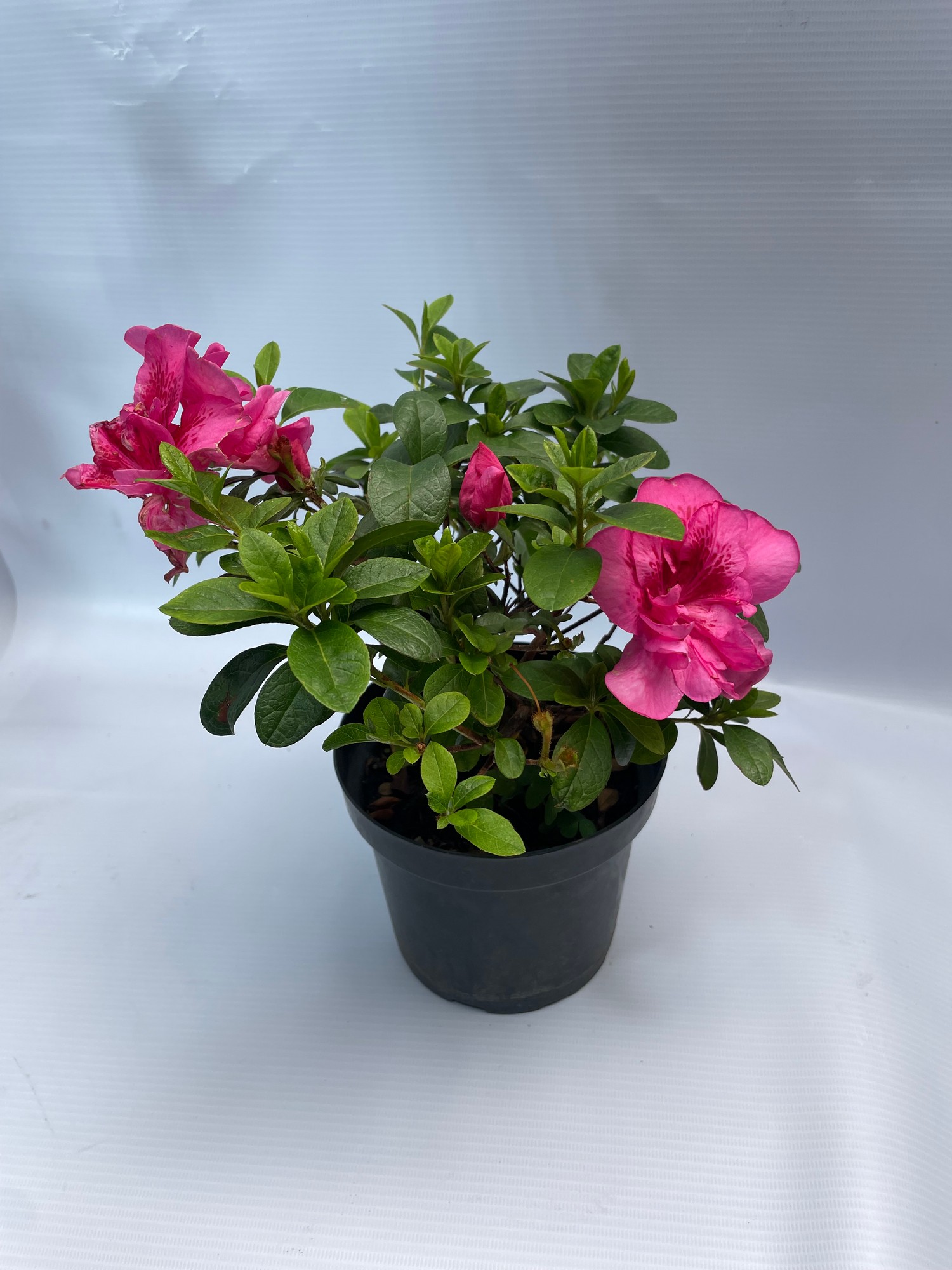 6biflora