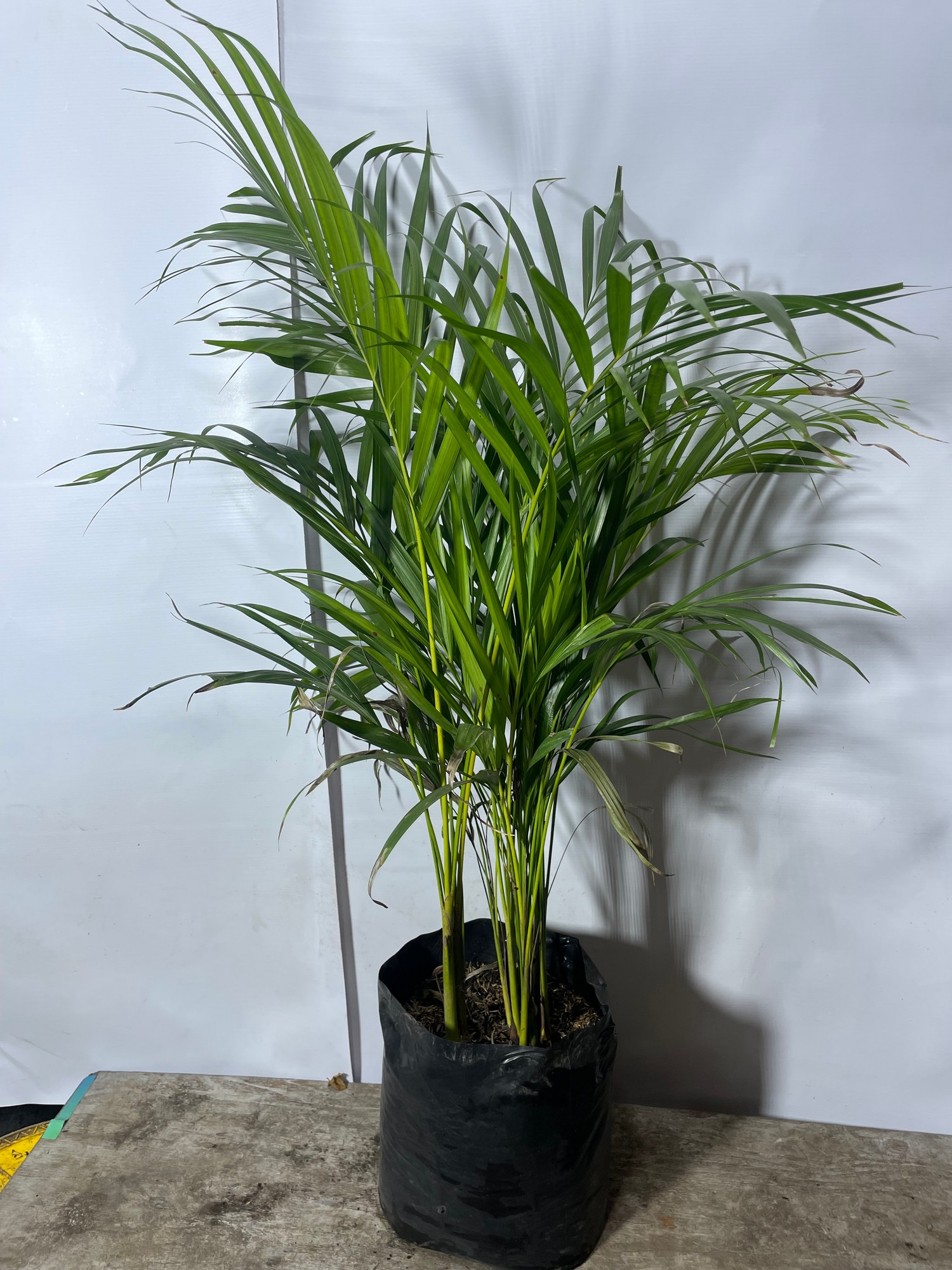 76palmaareca