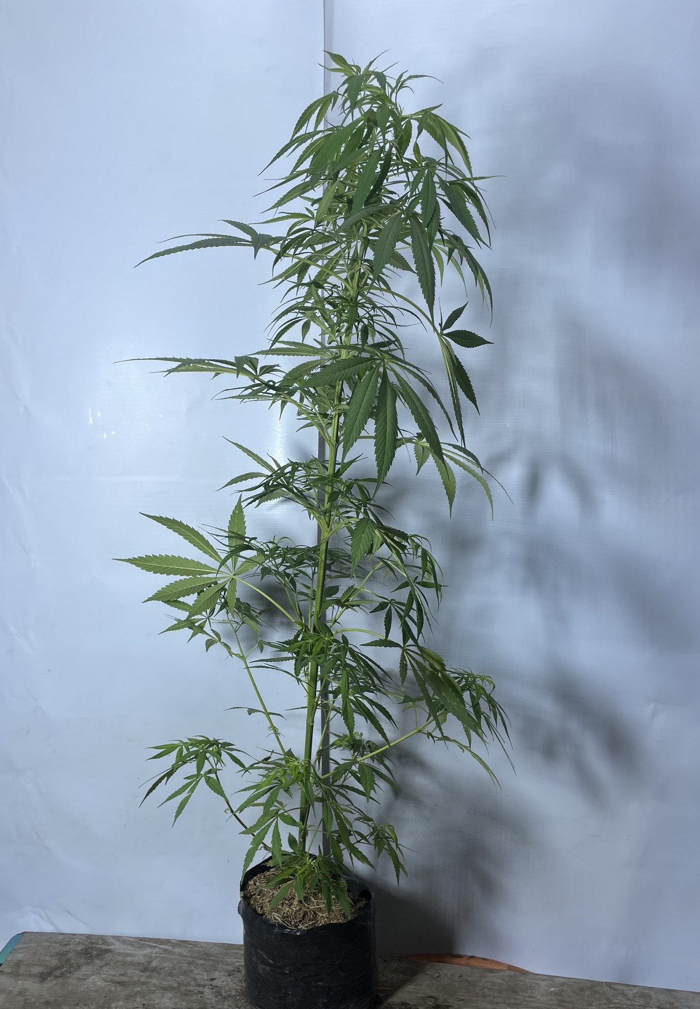 79cannabis